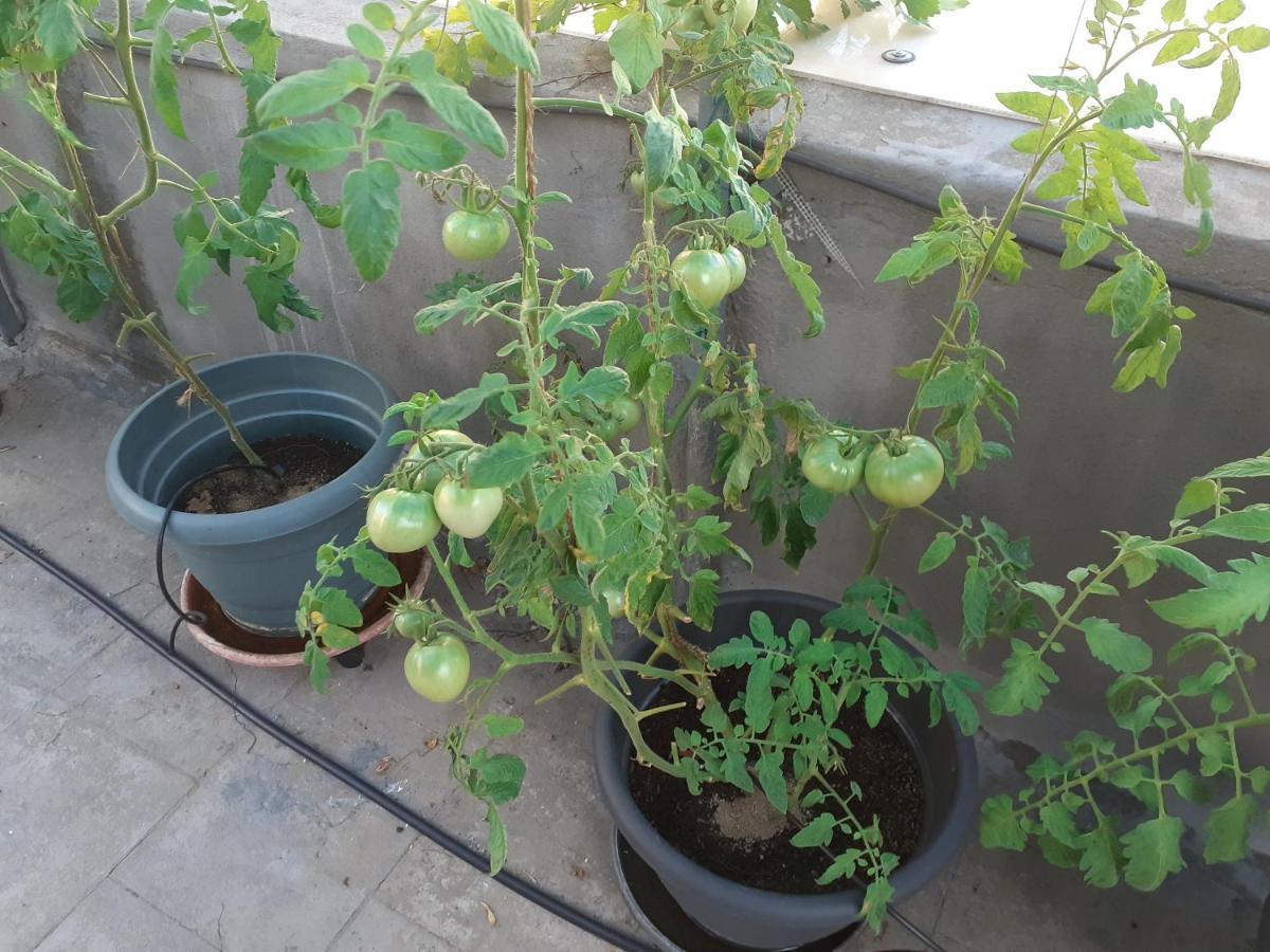 아테네 17 Flats And Roof Garden 아파트 외부 사진