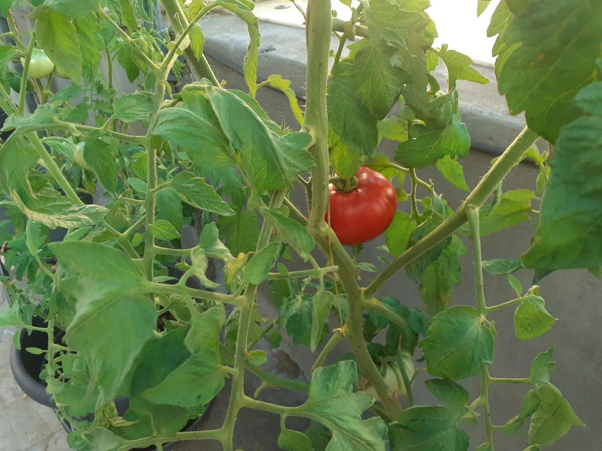아테네 17 Flats And Roof Garden 아파트 외부 사진