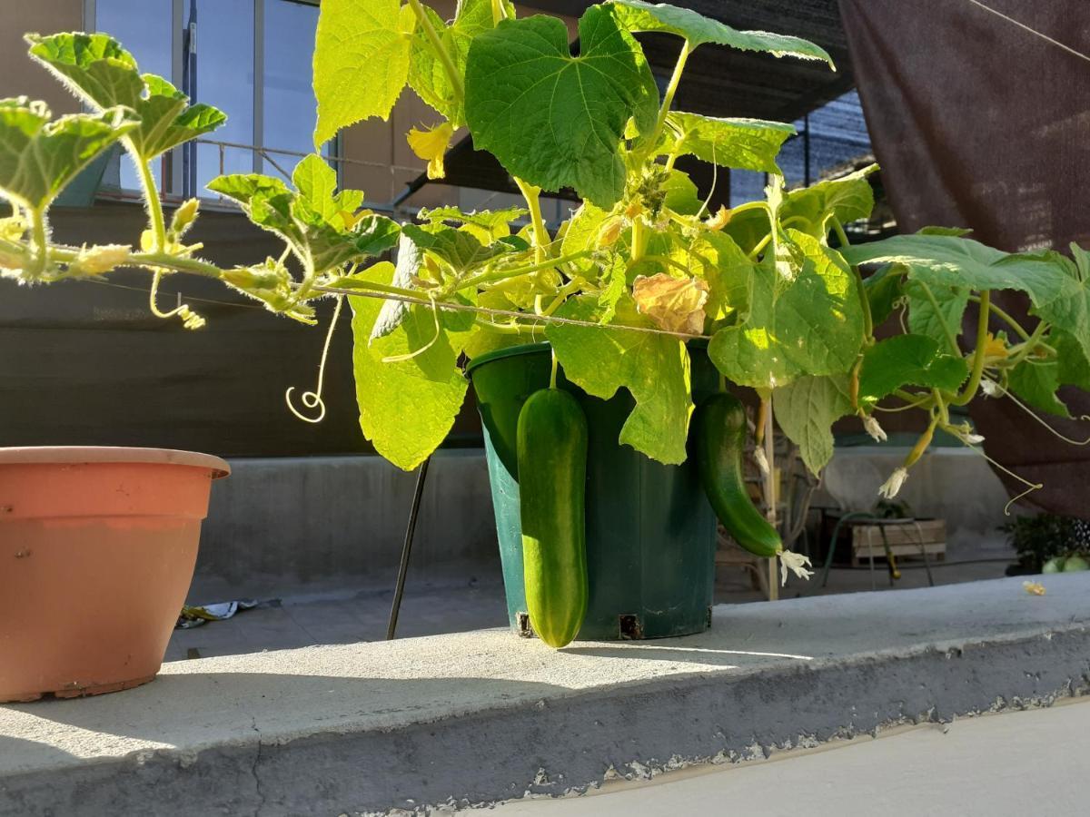 아테네 17 Flats And Roof Garden 아파트 외부 사진